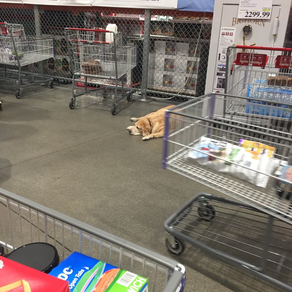Costco Wholesale - You know this hurts I have a service dog ,when My mom's here I HAVE TO GO TO KOHLS cause he's not allowed in Costco. - Wholesale Stores Near Me - Naples, Florida Costco Wholesale - You know this hurts I have a service dog ,when My mom's here I HAVE TO GO TO KOHLS cause he's not allowed in Costco. - Wholesale Stores Near Me - Naples, Florida