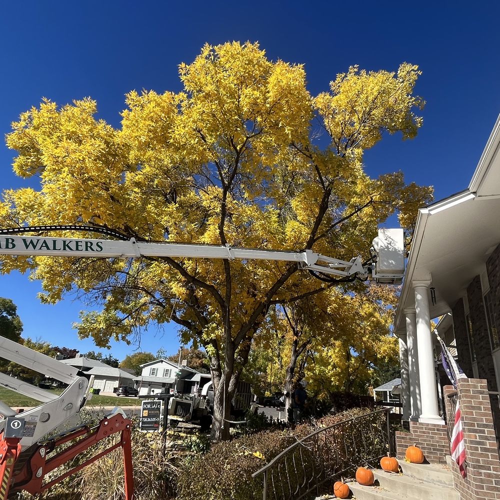 Limb Walkers Tree Service - Tree Services Near Me - Wheat Ridge, Colorado