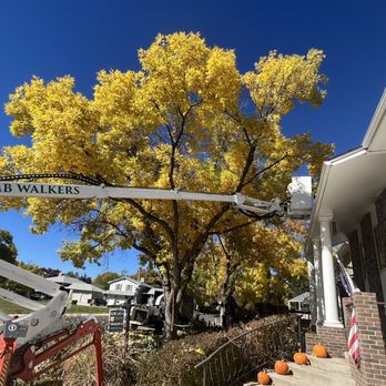 Limb Walkers Tree Service - Tree Services Near Me - Wheat Ridge, Colorado