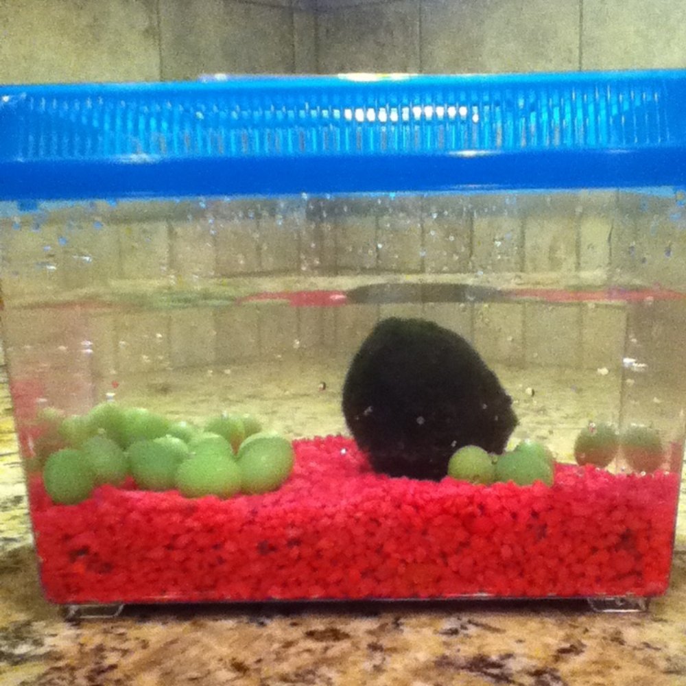 Petco - My new Marimo! - Pet Training Near Me - West Jordan, Utah Petco - My new Marimo! - Pet Training Near Me - West Jordan, Utah