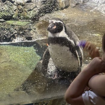 Houston Zoo - Hola from los Gallapagos! - Zoos Near Me - Houston, Texas Houston Zoo - Hola from los Gallapagos! - Zoos Near Me - Houston, Texas