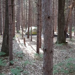 Upper Manistee State Forest Campground and Canoe Camp - Tenting in the pines
