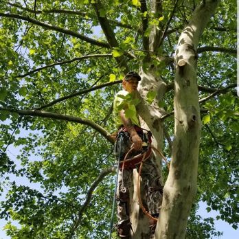Morgan Family Tree Care - Tree Services Near Me Morgan Family Tree Care - Tree Services Near Me