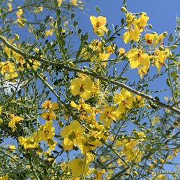 Pretty yellow flowers on a palo verde tree.