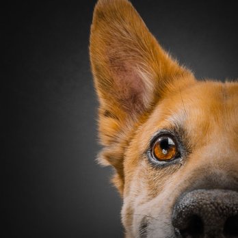Fetch Photo Truck - Pet Photography Near Me Fetch Photo Truck - Pet Photography Near Me