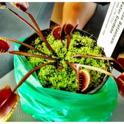 Hawaiian Botanicals