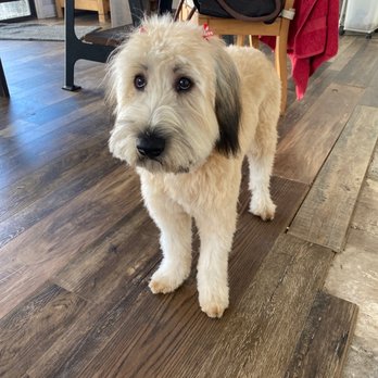 Shampooch Dog Spaw - Pet Groomers Near Me - Phoenix, Arizona