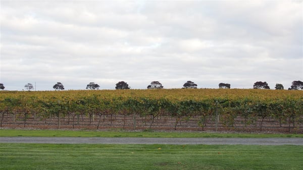 Turkey Flat Vineyards by null