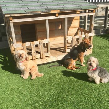 Pets and Company - Best Place Ever!!!! - Pet Training Near Me - Chesterfield, Missouri Pets and Company - Best Place Ever!!!! - Pet Training Near Me - Chesterfield, Missouri