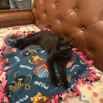 Nabi Cat Cafe - The black cat was laying next to me. - Themed Cafes Near Me - Santa Clara, California Nabi Cat Cafe - The black cat was laying next to me. - Themed Cafes Near Me - Santa Clara, California