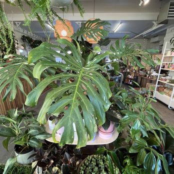 That Feeling - This beautiful huge Monstera Thai Constellation was calling out to me - Coffee & Tea Near Me - Anchorage, Alaska