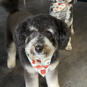 Kaitlin's Paw Spa - So pretty, showing off their new haircut! - Pet Groomers Near Me - Fremont, California Kaitlin's Paw Spa - So pretty, showing off their new haircut! - Pet Groomers Near Me - Fremont, California
