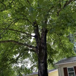Before tree trim Before tree trim