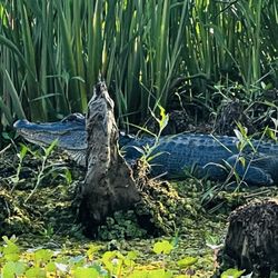New Orleans Kayak Swamp Tours