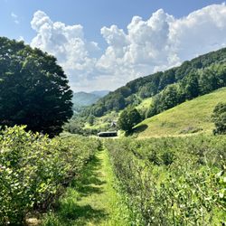 Old Orchard Creek Farm - Rows and rows of delicious blueberries!