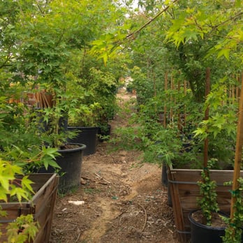 Carreon Nursery - Nurseries & Gardening Near Me - Rosemead, California