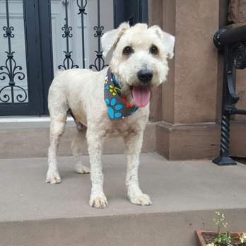 Pampered Paws - Pet Sitting Near Me - Brooklyn, New York Pampered Paws - Pet Sitting Near Me - Brooklyn, New York