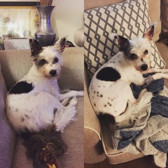 Austin Pet Stylist - Sweet Huff before and after!!! Jade is awesome. - Pet Groomers Near Me - Austin, Texas Austin Pet Stylist - Sweet Huff before and after!!! Jade is awesome. - Pet Groomers Near Me - Austin, Texas