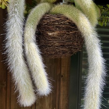 Exotic Gardens - Monkey tail cactus - Nurseries & Gardening Near Me - El Cajon, California Exotic Gardens - Monkey tail cactus - Nurseries & Gardening Near Me - El Cajon, California