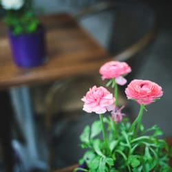 Le Su - Frische Blümchen - Ranunkel :) einer meiner Lieblingssorten