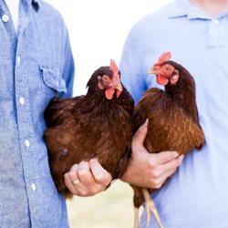 Marion Acres - Pasture Raised Layers