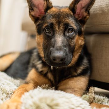 True North GSD Rescue - Pet Adoption Near Me True North GSD Rescue - Pet Adoption Near Me
