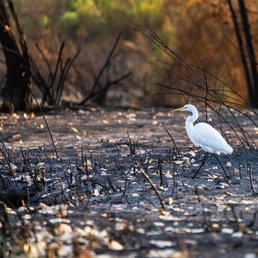Egret after the fire Egret after the fire