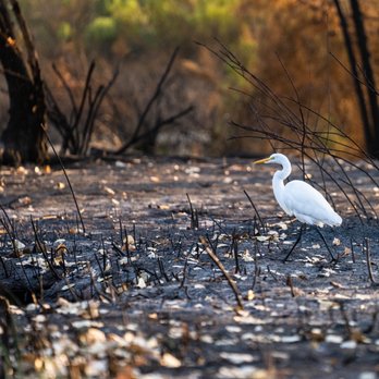 Sepulveda Basin Wildlife Preserve - Egret after the fire - Parks Near Me - Van Nuys, California Sepulveda Basin Wildlife Preserve - Egret after the fire - Parks Near Me - Van Nuys, California