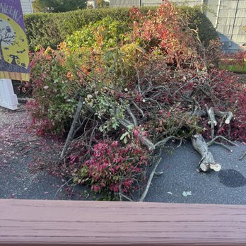 Express Tree Services - My driveway after a friend cut off all the branches - Tree Services Near Me - Freeport, New York