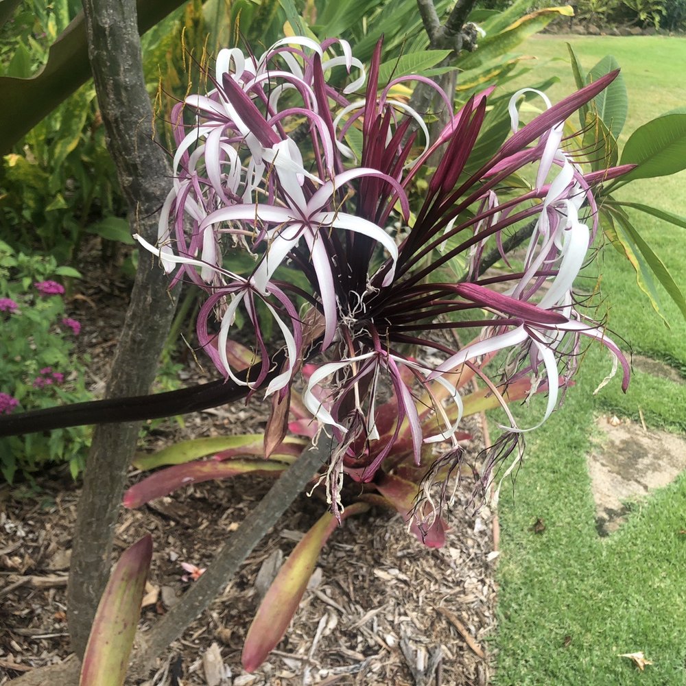 Punakea Palms - Flower - Tours Near Me - Lahaina, Hawaii Punakea Palms - Flower - Tours Near Me - Lahaina, Hawaii