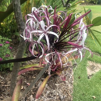 Punakea Palms - Flower - Tours Near Me - Lahaina, Hawaii