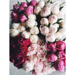 3 Leaf Floral Design - Peonies picked right here in GJ