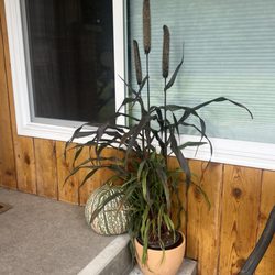 Northwest Garden and Stone - Pumpkin, plant and pot