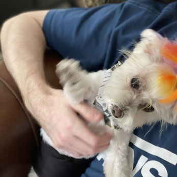 iPet Grooming - Pet Groomers Near Me - San Dimas, California