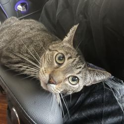 Kitty