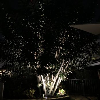 Illumination FL - Rubber Tree - Lighting Fixtures & Equipment Near Me - Boynton Beach, Florida Illumination FL - Rubber Tree - Lighting Fixtures & Equipment Near Me - Boynton Beach, Florida