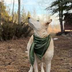 Aspen Grove Vet Care - Juniper