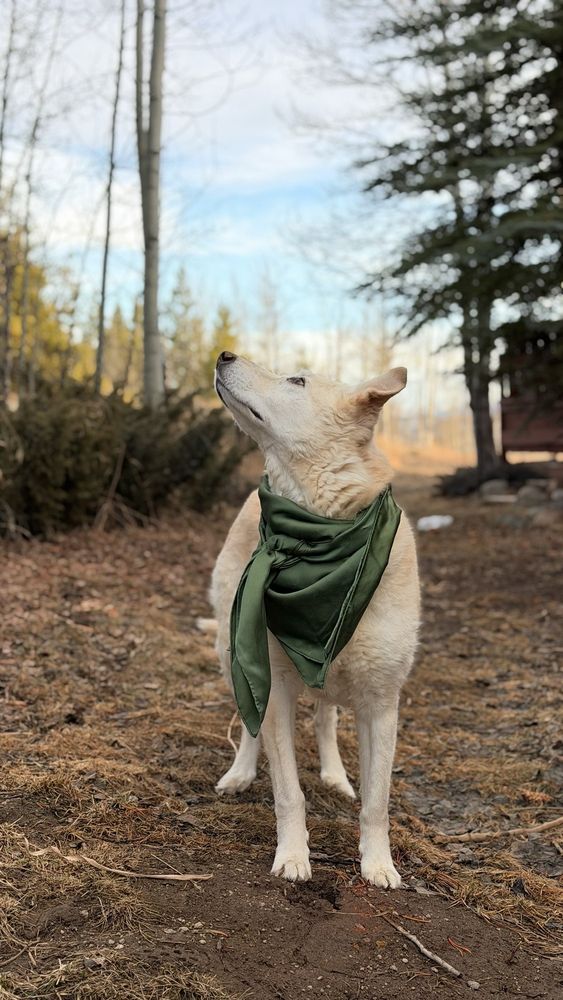 Aspen Grove Vet Care - pet boarding facility in Fort Collins, CO