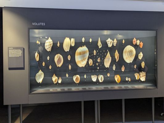 Bailey-Matthews National Shell Museum & Aquarium by null