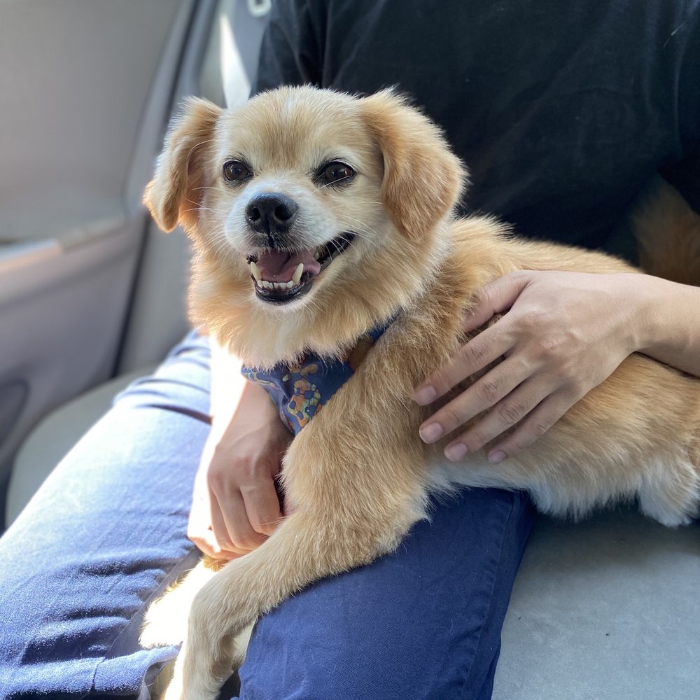 Pooh after his first groom! He came out with the cutest bandana ans zero fleas! Pooh after his first groom! He came out with the cutest bandana ans zero fleas!