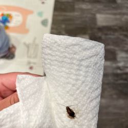 Bugs
