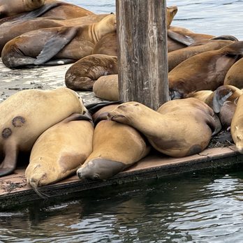 Lost Isle Adventures - Sea lions sleeping - Boat Tours Near Me - Morro Bay, California