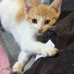 Holt Animal Clinic - Tiny Magda
