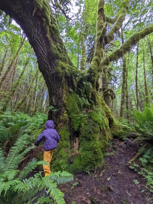 Leaping Lamb Farm by null