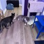 Photo of MeowTown