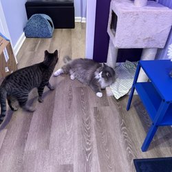 MeowTown - Cats, cats, cats!!!