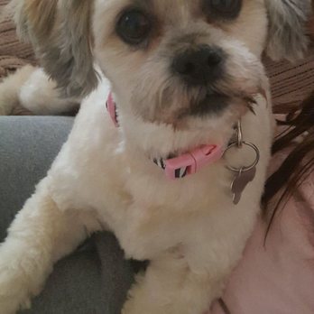 Pooch N Purr - My Bella - Pet Groomers Near Me - Antioch, California