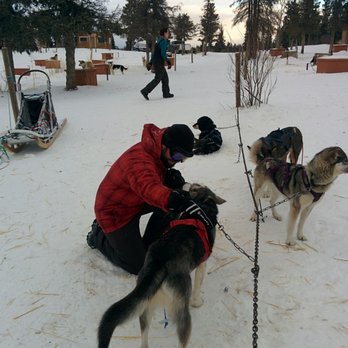 Sky High Wilderness Ranches - Harnessing up our own dogs, bonding time! - Tours Near Me - Whitehorse, Yukon