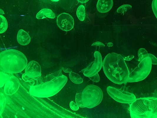 Aquarium of Veracruz by null