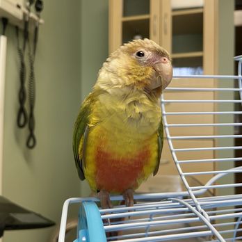 Exotic Pet Vets - My baby! - Veterinarians Near Me - Mesa, Arizona
